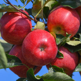 Malus domestica Nano